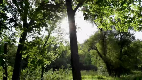 Plan cinématique animé d'une forêt dont les rayons du soleil brillent à travers les arbres. Caméra se déplaçant horizontalement