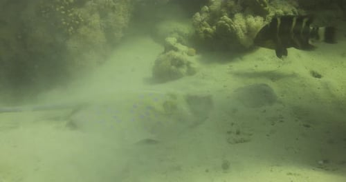 Bluespotted Stingray in the Red Sea beside the Coral Reef