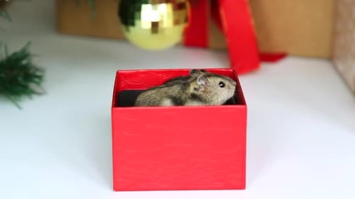 Regalo de Navidad Los ratones junto al árbol de Navidad sorprenden en Navidad y Año Nuevo