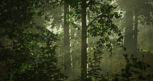 Sunlight Filters Through Lush Trees in a Tranquil Forest Setting