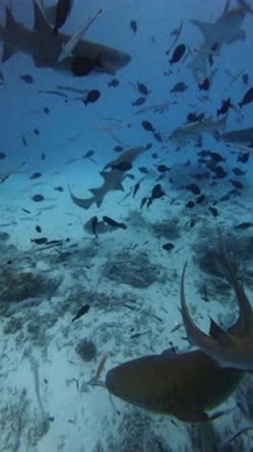Sea Life in Tropical Sea with a Lot of Sharks and School of Fish Marine Life in Blue Ocean