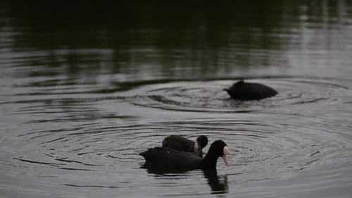 Eurasian coot (Fulica atra) in Aiguamolls De L Emporda Nature Reserve, Spain