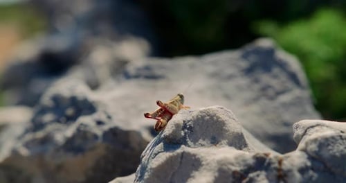Grasshopper rubs hind legs as it balances on top of grey rock, bokeh background