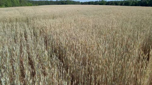 Drone shot moving over a wheat field