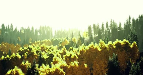Vibrant Autumn Landscape with Sunlight Filtering Through Trees in Forest