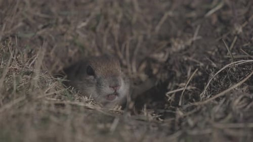 Lustiger Gopher schaut aus dem Loch in Wildlife Das kleine Erdhörnchen oder der kleine Suslik Spermophilus
