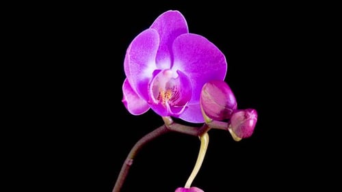 Blooming Purple Orchid Phalaenopsis Flower