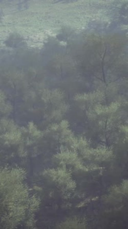 Endless Forests in Sunny Day with Perspective in Color