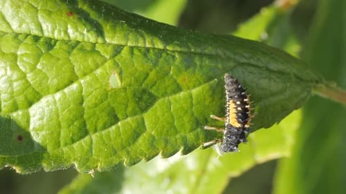 Larve de coccinelle mangeant un puceron vert qui a infesté un prunier