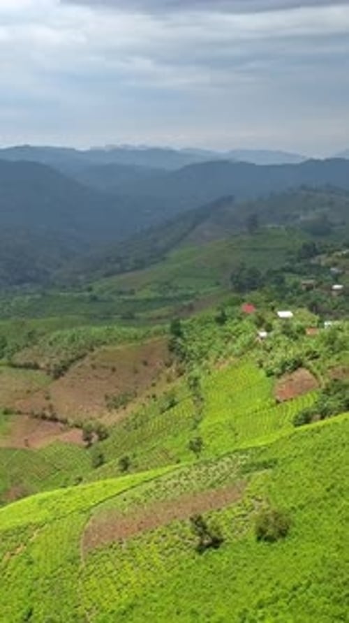 Plantations de thé en dessous de la forêt impénétrable de Bwindi (Ouganda), vue aérienne verticale