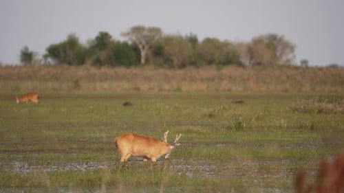 Marsh deer grazes in flooded open field, shaking antlers