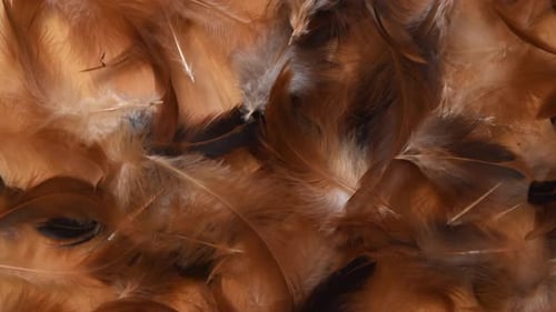 Top view of a minimal background rotating, with soft and fluffy white, brown and black feathers, nea