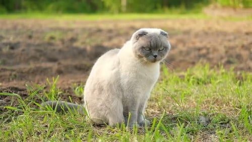 Anmutige Scottich Fold Cat, die auf einer grünen Wiese läuft, lustige kleine Katze im Freien, schönes Grau