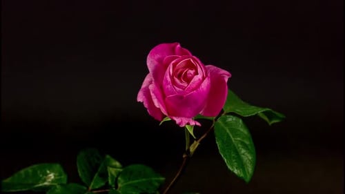Rose Zeitraffer