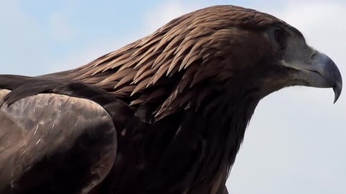 Golden Eagle Spread Its Wings