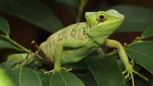 Green casquehead iguana resting on tropical leaves