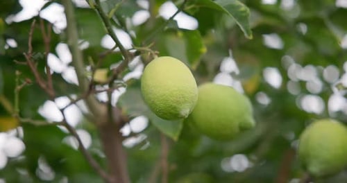 Linde mit Früchten Natürliche grüne Bio-Zitrone auf Zitronenbaum im Freien