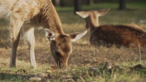 Deer Grazing Peacefully in a Sunny Meadow