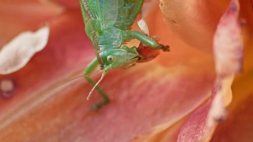 A close-up shot of a green great grasshopper head eating an orange blossoming flower. Static shot.