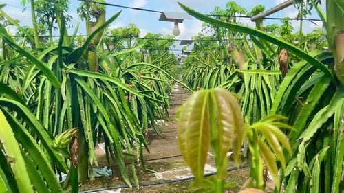 Dragon Fruit Plants Growing on Tropical Farm