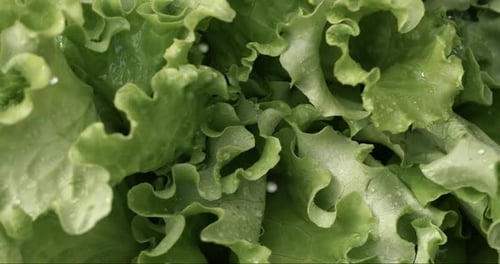 Fresh Green Lettuce Leaves Washed and Ready to Eat