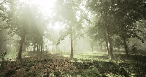 Sunlight Filters Through Trees in a Serene Forest Setting During Morning Hours