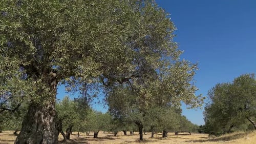 Olive Trees 23