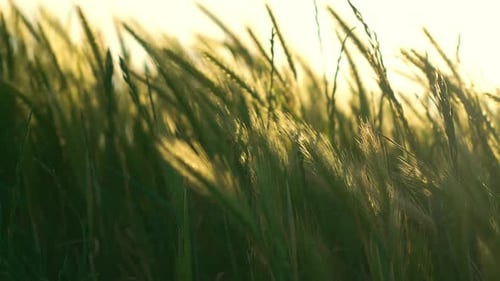 Natural Beautiful Green Grass Slowly Swaying and Waving Along Blowing Wind Breeze at Sunset