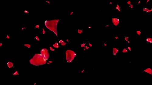 Falling Rose 02 HD