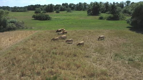 Cows Grazing in Green Pasture, Aerial View