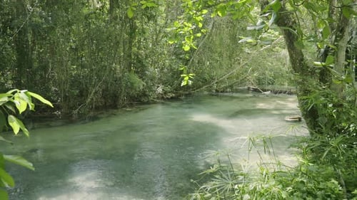 Gorgeous wide shot of a jungle with water running through green vegetation