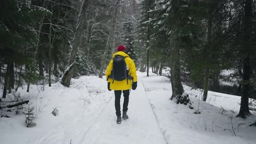 Hiking and Backpacking in Winter Back View of Male Tourist Walking in Forest Be Active and Live