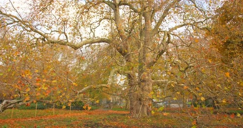 Walking path lined with autumn color trees in park in north London.