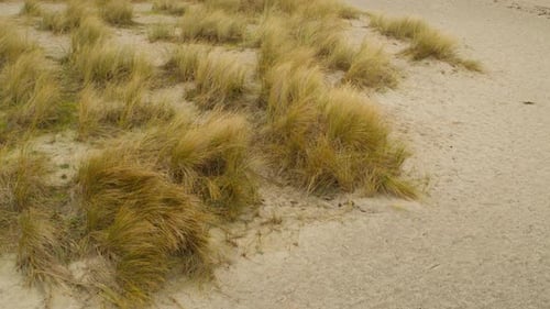 Top-Down View of Tall Beach Grass Swaying on Sandy Dunes