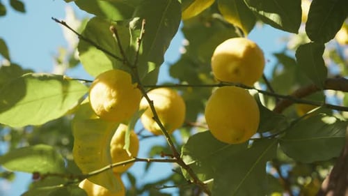 Lemon Fruit On A Tree Of Catania In Sicily Countryside