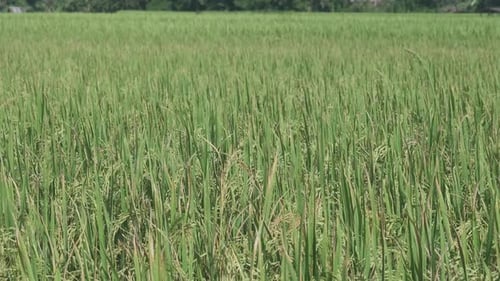 Der üppige grüne Reistexturhintergrund auf der landwirtschaftlichen Feldplantage.