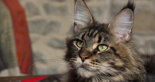 Portrait of one Maine coon cat.