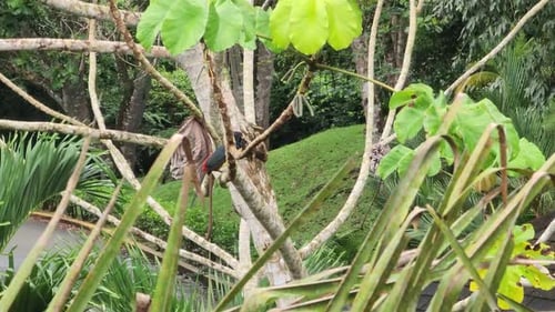 Wild Aracari Toucan Seen Perched On Tree Branch At Gamboa Rainforest Resort In Panama