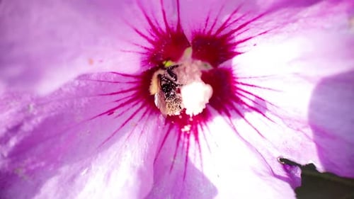A bumblebee, inside a pink flower, covered in nectar, close up view.