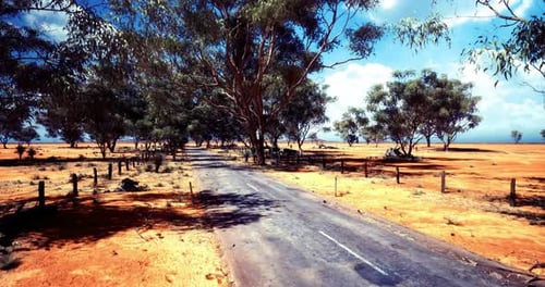 Dusty Rural Road Surrounded By Eucalyptus Trees in Vibrant Landscape