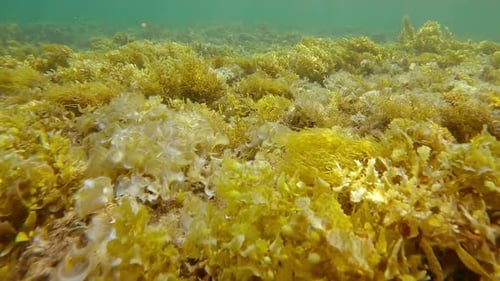 Survoler les eaux peu profondes, devenues un solide tapis de sargasses brunes et d'algues Padina
