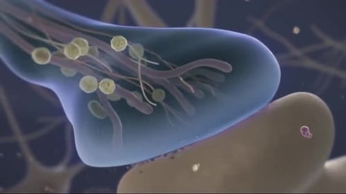 Detailed Neural Synapse Communication and Neurotransmitter Release