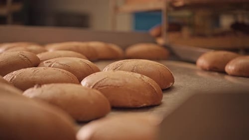 Loaves of bread on a production line in a bakery. Fragrant bread with a ruddy golden crust.