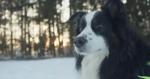 Medium close up shot of border collie. Dog sitting in front of forest in the snow. Beautiful sunset