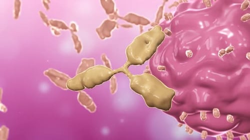 3D Animation of Antibody and Immune Cell Interaction