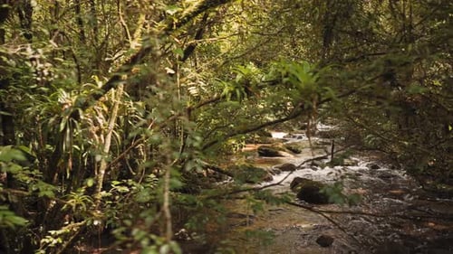 River stream inside a rainforest amazon jungle with a calm clean river with rocks and tropical plant