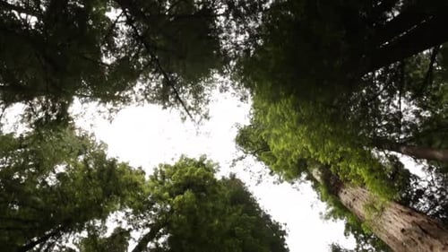 Walking beneath the massive redwood trees in the national forest while looking up and watching the t