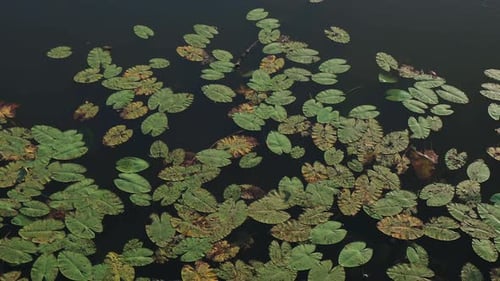 Different green water lilies sway on the river, lake, reservoir.