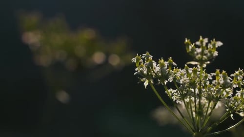 White Wildflower Close Up Gently Swaying Outdoors