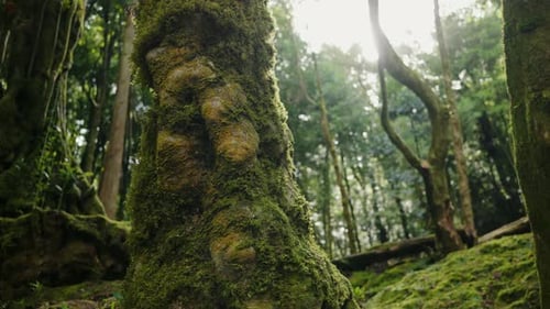 Nahaufnahme eines moosbewachsenen Baumes im Tropenwald an einem sonnigen Tag